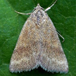 Phytometra viridaria Phytometra viridaria
